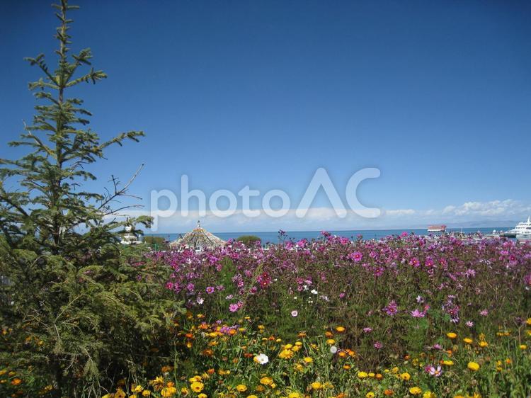 中国西寧郊外の花畑と湖。遠方に見えるチベットの旗群。 花,自然,風景の写真素材