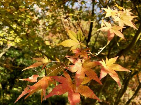 紅葉051 紅葉051の写真