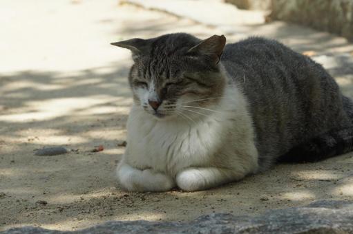 ねこ 箱座り,飼い猫,家猫の写真素材
