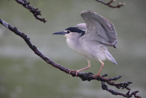 ゴイサギ ゴイサギ,サギ,野鳥の写真素材
