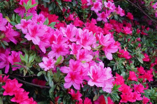 Azalea flowers, JPG