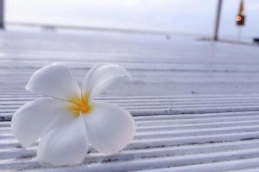 プルメリアの花と白いデッキ プルメリア,花,白の写真素材