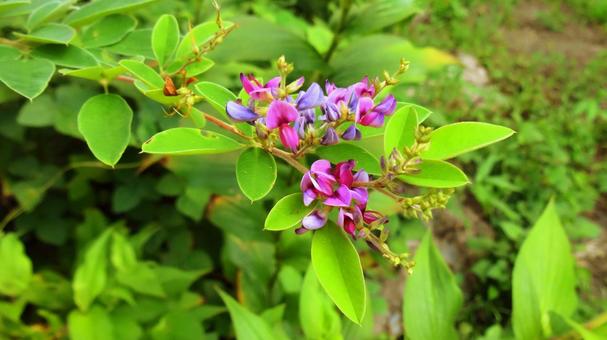 萩 秋の花 萩 秋の花 萩,秋の七草,秋の花の写真素材