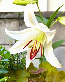 カサブランカ開花 カサブランカ開花 カサブランカ,大輪,ユリの写真素材