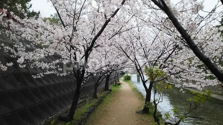 桜の道 桜,道,歩道の写真素材