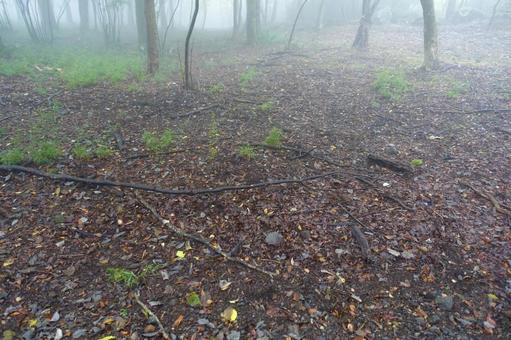 落ち葉の絨毯が広がる森 落葉,絨毯,枝の写真素材