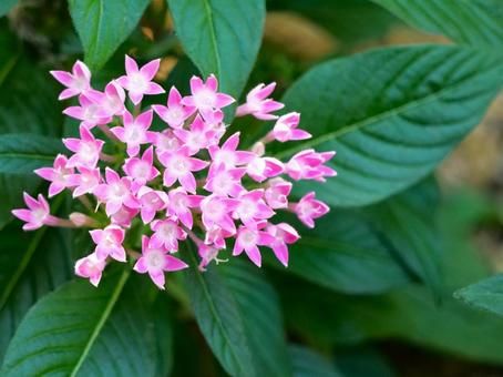 ピンクのペンタスの花3 ピンクのペンタスの花3 ペンタス,アカネ科,クササンタンカの写真素材
