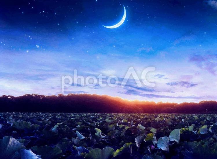 蓮と三日月 三日月,夕暮れ,月の写真素材