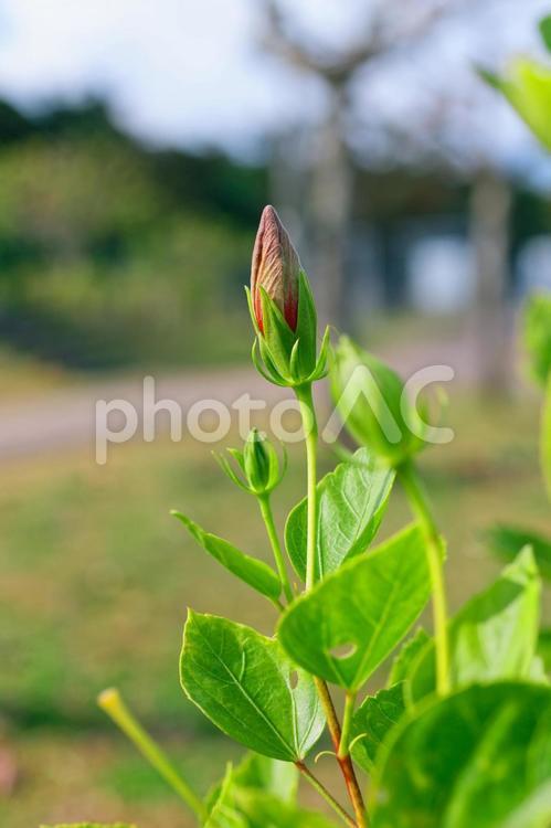 ハイビスカス（つぼみ） ハイビスカス,南国の花,鮮やかの写真素材