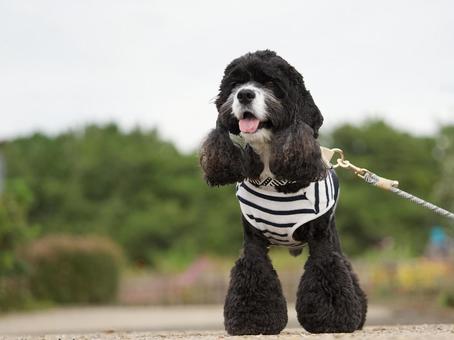 お散歩中のアメリカンコッカースパニエル お散歩中のアメリカンコッカースパニエル 犬,コッカースパニエル,アメリカンコッカースパニエルの写真素材