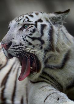 あくび ホワイトタイガー,虎,危険の写真素材