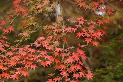 鮮やかなもみじの風景 鮮やかなもみじの風景の写真