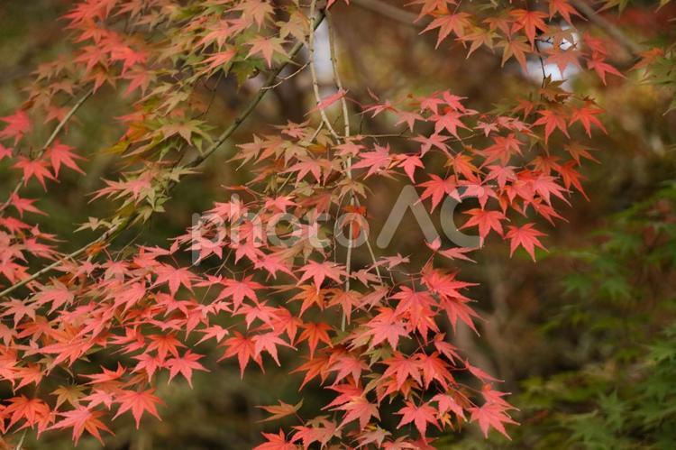 鮮やかなもみじの風景 紅葉,もみじ,秋の写真素材