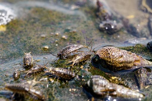 Photo, tideland, creatures, sea urchin, 