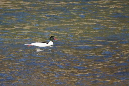 Photo, bird, common merganser, male, 