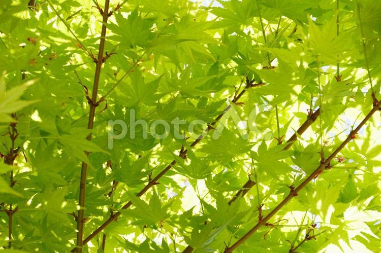 若葉 若葉,植物,5月の写真素材