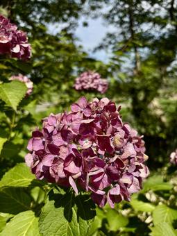 Hydrangea on a sunny day, JPG Hydrangea on a sunny day, JPG