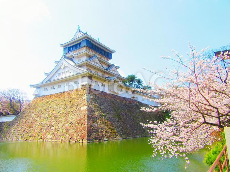 小倉城と桜 小倉城,桜,サクラの写真素材