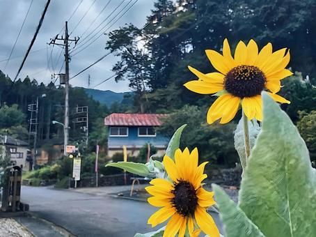 道端に咲くひまわり 道端に咲くひまわりの写真