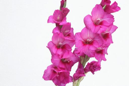 グラジオラスの花 グラジオラスの花の写真