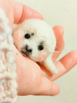 羊毛フェルト、てのりベビーアザラシ!! アザラシ,羊毛フェルト,ハンドメイドの写真素材