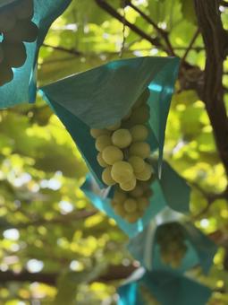 ぶどう狩り 秋,ぶどう狩り,ぶどうの写真素材