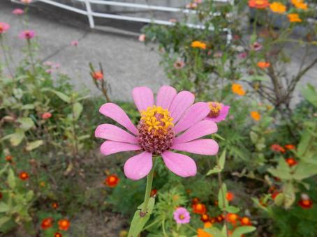 【花の写真】 ヒャクニチソウ（百日草）の写真