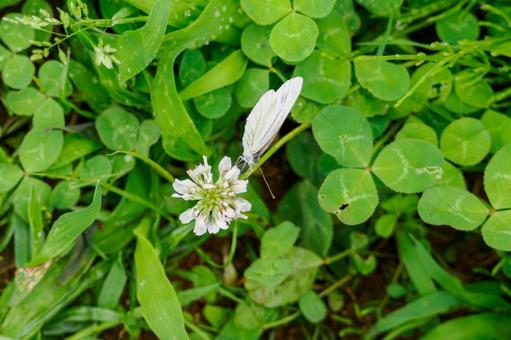 Cabbage White Butterfly(27), JPG Cabbage White Butterfly(27), JPG