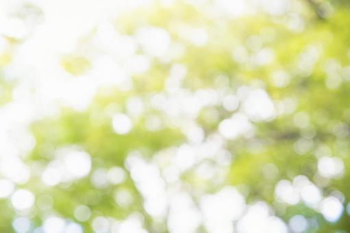 キラキラの玉ボケの写真