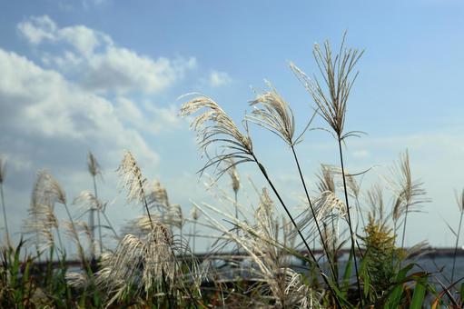 青空を背景にしたススキ 青空を背景にしたススキの写真