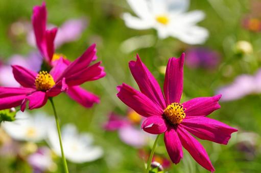 宮崎県西都市の西都原古墳群のコスモス 宮崎県,西都市,西都原古墳群の写真素材