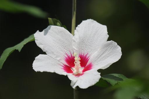Close-up of white petals of Rose of Sharon, JPG Close-up of white petals of Rose of Sharon, JPG