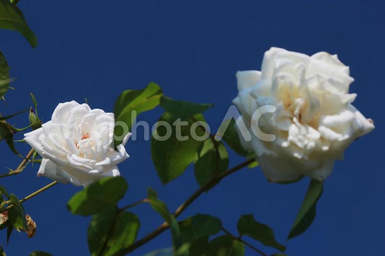 白いバラの風景　４ 薔薇,バラ,ばらの写真素材