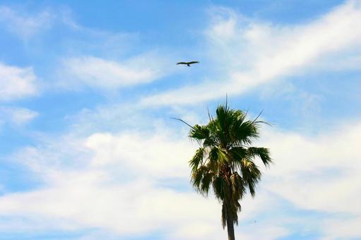 青空とヤシの木 青空とヤシの木の写真