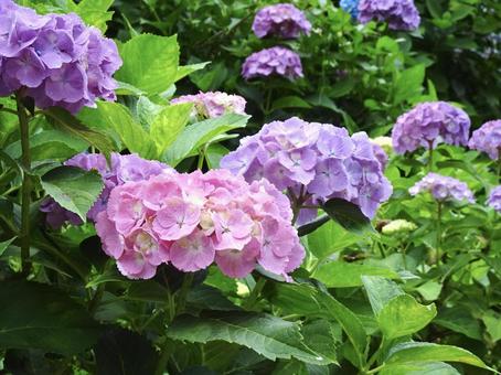紫陽花 アジサイ,あじさい,ピンクの写真素材