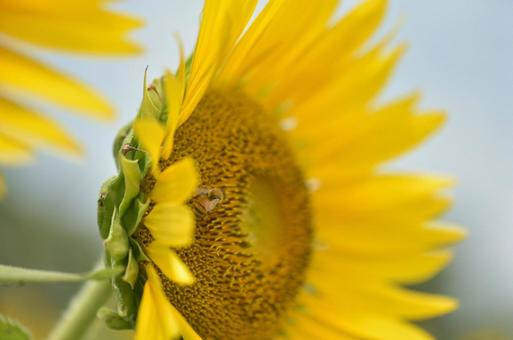 Photo, sunflower, sun flower, summer, 