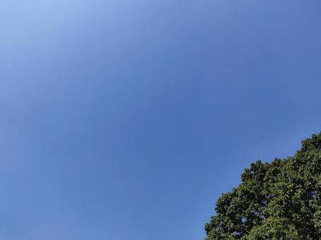 雲のない青空と木 雲のない青空と木の写真