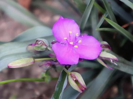 インク花 ムラサキツユクサ,花,自然の写真素材