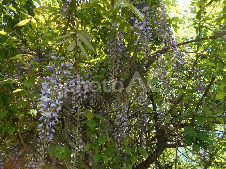 庭の花 きれい,はな,庭の写真素材