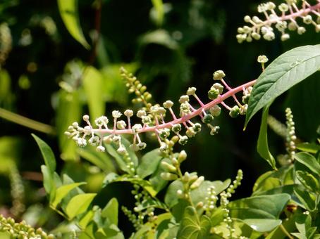 【植物写真】ヨウシュヤマゴボウ 【植物写真】ヨウシュヤマゴボウの写真