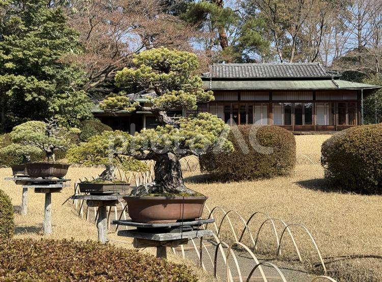 明治神宮　御苑　隔雲亭 森,初詣,隔雲亭の写真素材