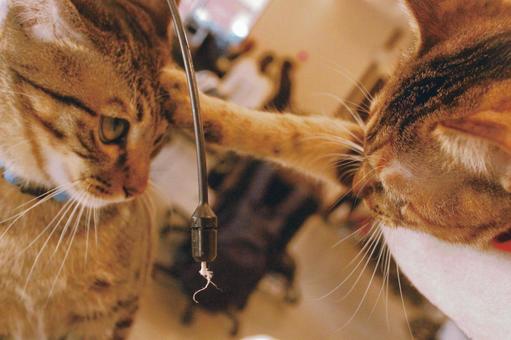 猫たちのユニークなコミュニケーション 猫たちのユニークなコミュニケーションの写真