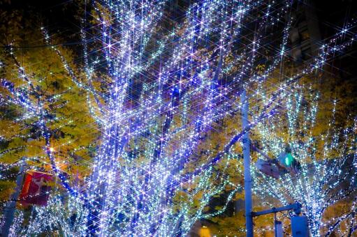 白い光に包まれる街路樹 イルミネーション,白色,木の写真素材