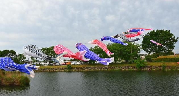 水辺を渡るこいのぼり 水辺を渡るこいのぼり こいのぼり,鯉のぼり,5月の写真素材