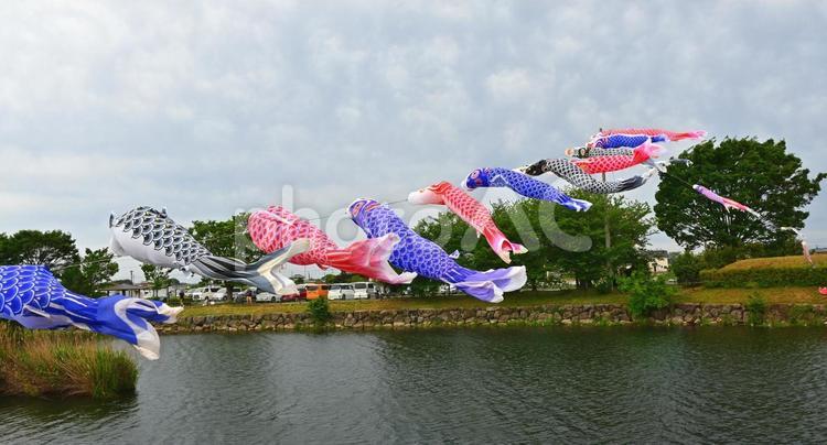 水辺を渡るこいのぼり こいのぼり,鯉のぼり,5月の写真素材