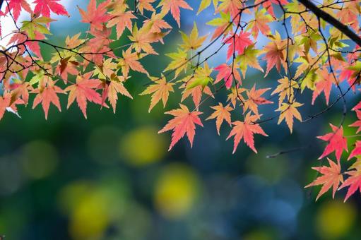 紅葉 紅葉の写真