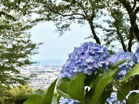紫陽花の季節 紫陽花の季節の写真