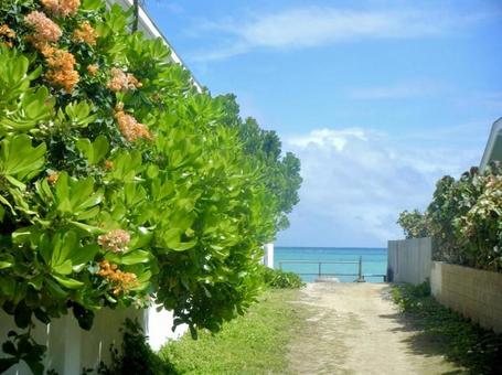 ハワイ ハワイの写真