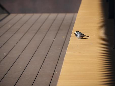 A small bird resting on a bench, JPG A small bird resting on a bench, JPG