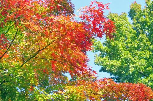 鮮やかなもみじの紅葉 鮮やかなもみじの紅葉 紅葉,もみじ,秋の写真素材
